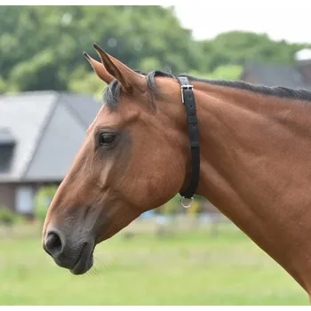 BUSSE Obojek pro koně Weide BUSSE, černý