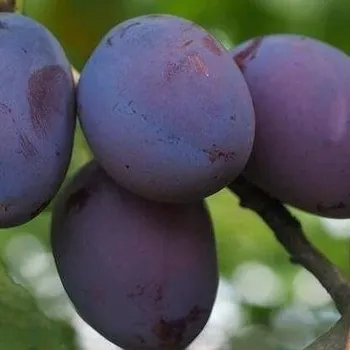 Sazenice Prunus domestica Pressident 100/150 cm, podnož MY,