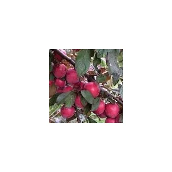 Sazenice Kukla, Trávníček Prunus cerasifera Hollywood 100/150 cm