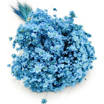 mech-mech.cz Sušená Glixia Marcela - (Marcela) - Modrá