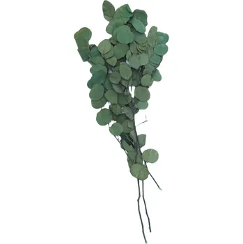 Eucalyptus Populus stabilizovaný 60 cm tmavě zelený