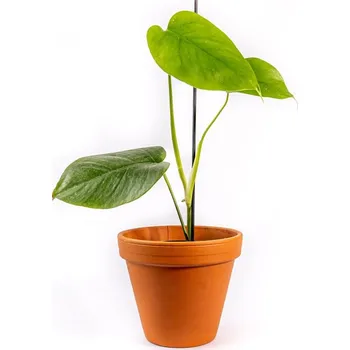 Gardners Monstera deliciosa, průměr 9 cm - Slow Plant Monstera skvostná