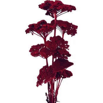 umělá květina Stabilizovaný řebříček (Achillea) vínový svazek/kytice 5ks