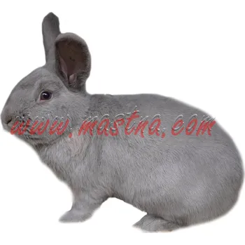 králíkárna Samolepka králík marburský