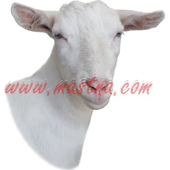 Samolepka koza bílá krátkosrstá bezrohá