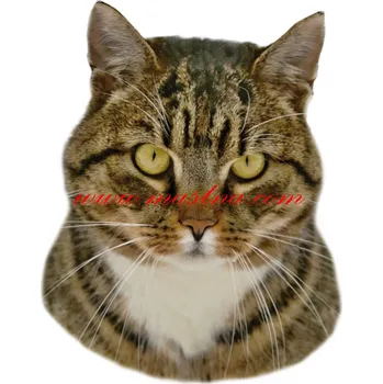 Samolepka kočka evropská tygrovaná s bílou