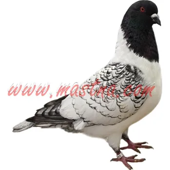 Samolepka holub moravský pštros černý šupkatý