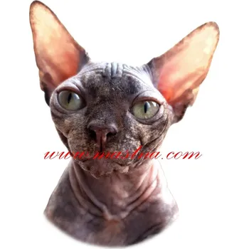 Samolepka kočka sphynx, sfinx želvovinová