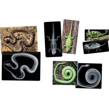 Výuková hračka Rentgenové snímky zvířat