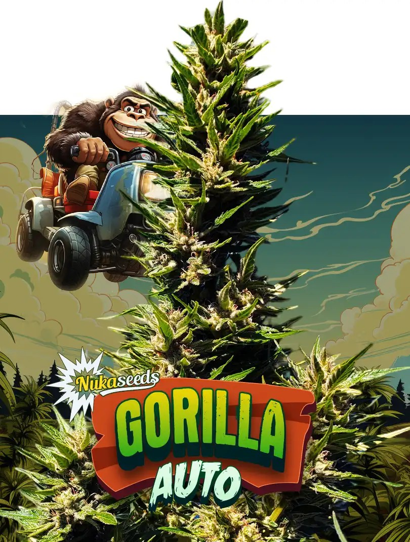 Nuka Seeds Gorilla Auto Počet ks Feminizované: 3