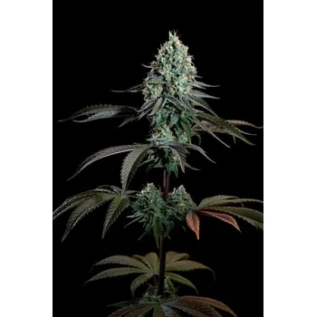 Semeno Paradise seeds Purple Mints Počet ks Feminizované: 3