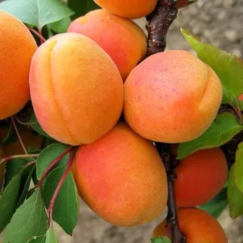 Sazenice Prunus armeniaca Goldrich 100/150 cm,podnož MYR