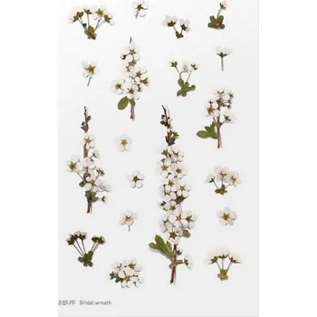 samolepka Květinové samolepky - Tavolník