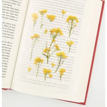 samolepka Květinové samolepky - Řepka