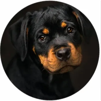 Jedlá dekorace na dort Jedlý papír spící štěně 19,5 cm