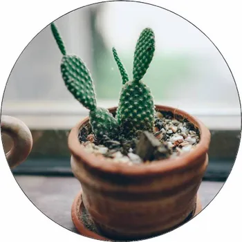 Jedlá dekorace na dort Jedlý papír kaktus 19,5 cm