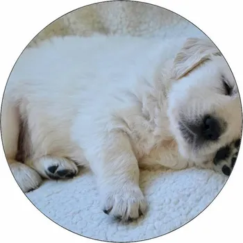 Jedlá dekorace na dort Jedlý papír štěně rotvajler 19,5 cm