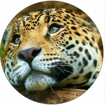 Jedlá dekorace na dort Jedlý papír Jaguár 19,5 cm