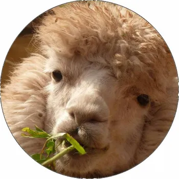 Jedlá dekorace na dort Jedlý papír alpaka zblízka 19,5 cm