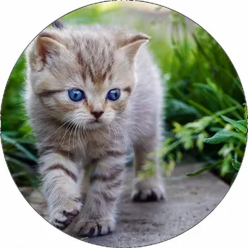 Jedlá dekorace na dort Jedlý papír kotě na chodníku 19,5 cm