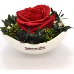 Tera aranže stabilizovaná růže 7-8 cm…