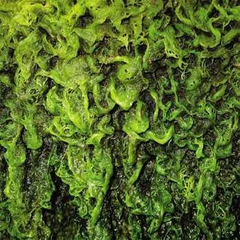 Zahraniční hudba CD High Places: High Places Vs Mankind 2010