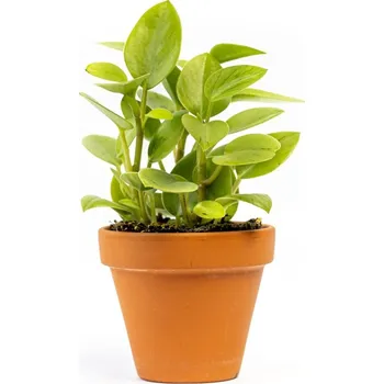 Gardners Peperomia Pixie (mix) Rostlina