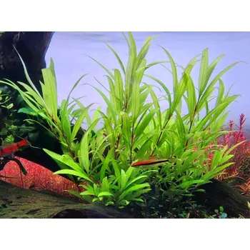 Akvaristika Hygrophila siamensis (Košíčková Ø 5,5 cm)