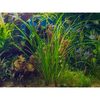 Akvaristika Cyperus helferi (Košíčková Ø 5,5 cm)