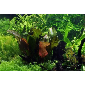 Akvaristika Echinodorus Reni (IN-VITRO Ø 7 cm)