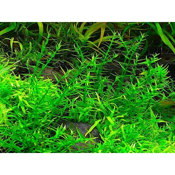 Akvaristika Gratiola viscidula (Košíčková Ø 5,5 cm)