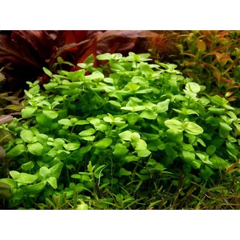 Akvaristika Bacopa australis (Košíčková Ø 5,5 cm)