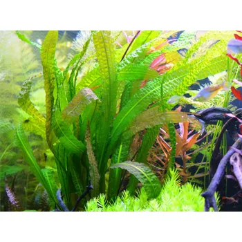 Akvaristika Aponogeton bolivianus (Hlíza Ø 2,5 cm)