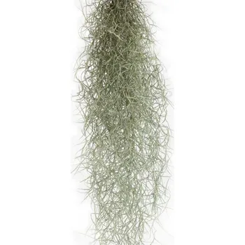 Sazenice Tilandsie provazovkovitá, Tillandsia usneoides, závěs 80 - 100 cm dlouhý