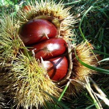 Sazenice školky Francie jedlý kaštan JANNETTE 150-200CM