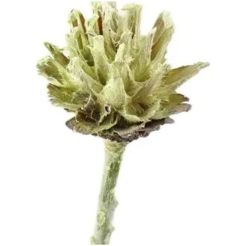 Plumosum frosted color lime o/s