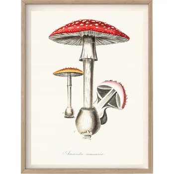 Obraz Plakát Amanita Muscaria Plakát Muchomor Magie bez rámu 21 x 29,7 cm