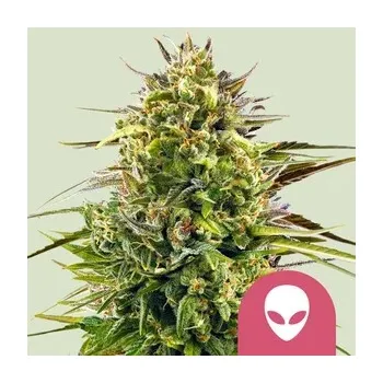 Semeno Royal Queen Seeds Alien OG Počet ks Feminizované: 1
