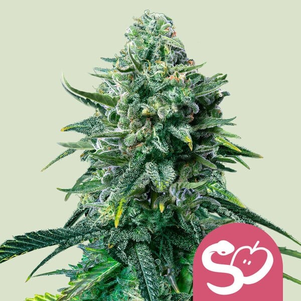 Royal Queen Seeds Forbidden Fruit Počet ks Feminizované: 10