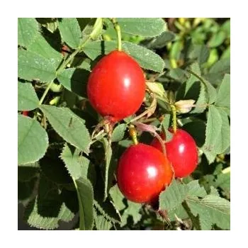 Sazenice Rosa villosa Karpatia 20/30 cm