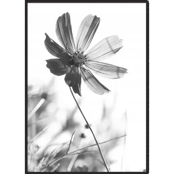 Obraz OBRAZ PLAKÁT V RÁMU 33x43 cm Květina P629