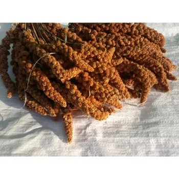 Krmivo pro hospodářské zvíře Krmné směsi Kvídera Proso senegalské - klasy červené 1 Kg