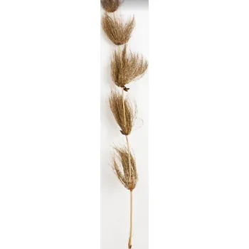 Step reed natural 5 ks