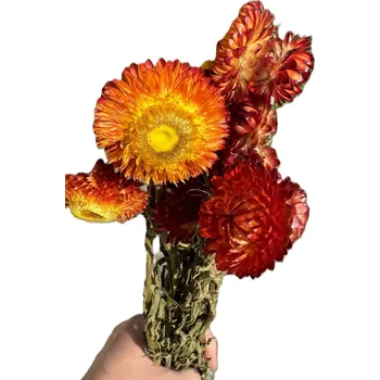 Sušené slaměnky - Helichrysum mix