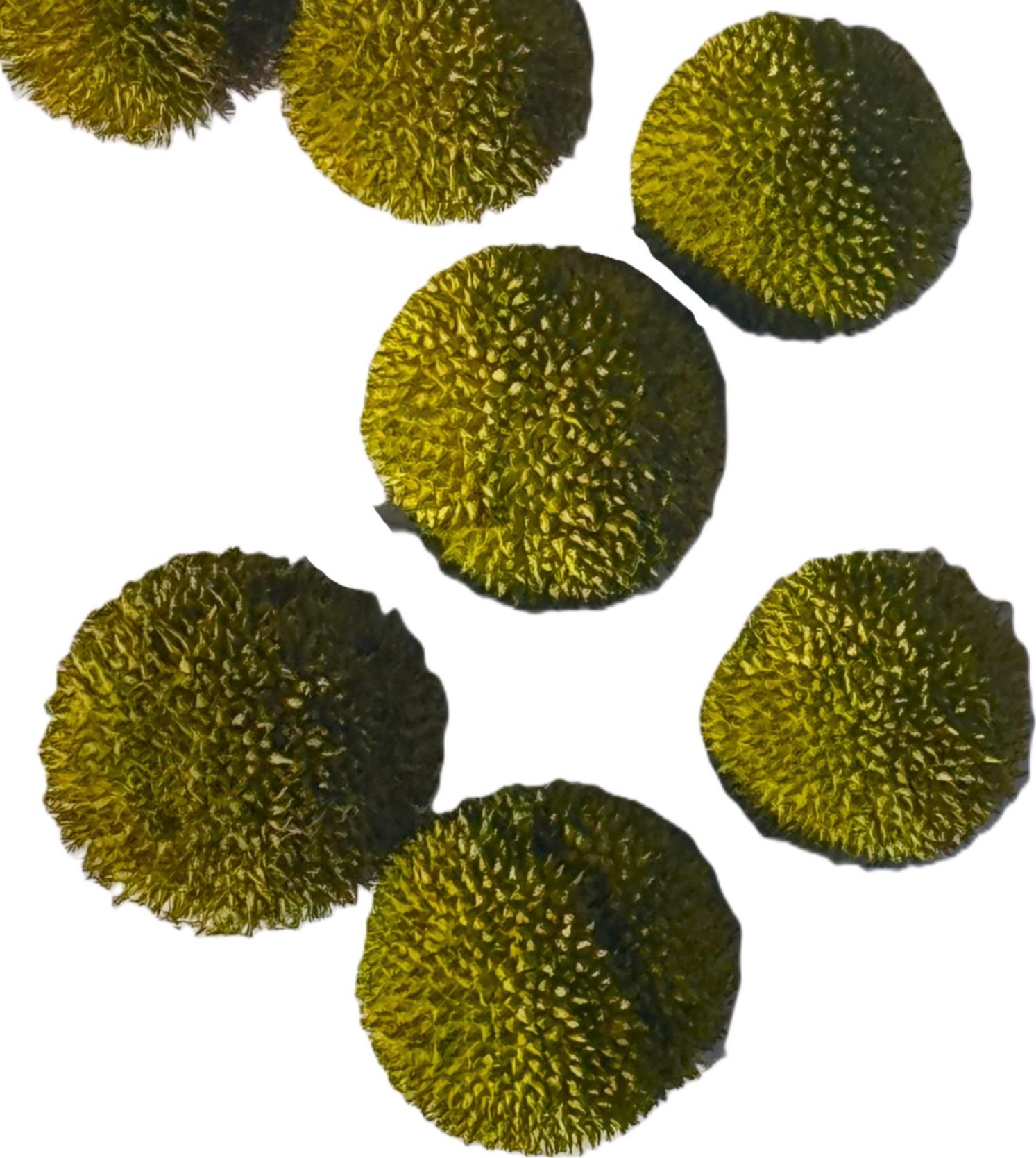 Platanus lime loose 250 g