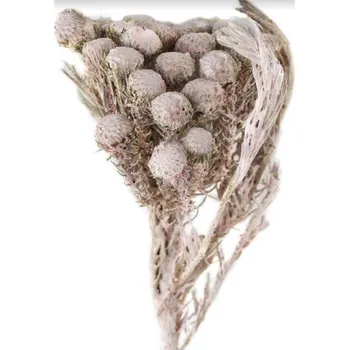 Albiflora frosted rose