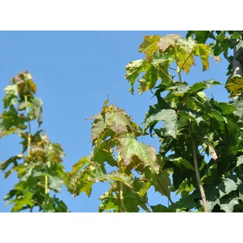 Sazenice Javor mléč 'Autumn Blaze'