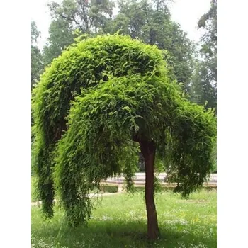 Sazenice Jerlín japonský 'Pendula' kontejner