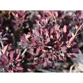 Sazenice Dřišťál Thunbergův Lambrusco 'BailElla' Balení: kontejner p9