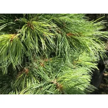 Semeno Borovice ohebná 'Firmament'